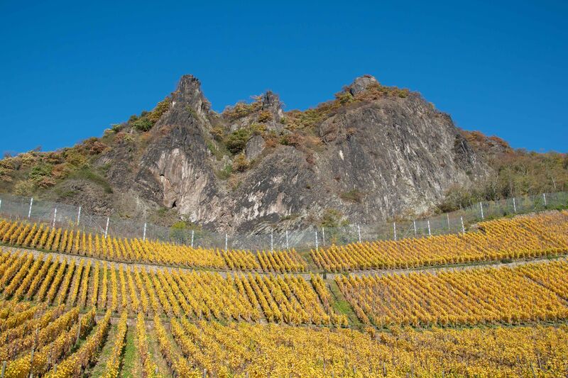 Weinberge im Siebengebirge